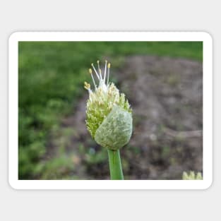 Green Onion Blossom 1 Sticker